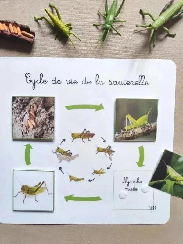 Kit cycle de vie de la sauterelle – photo 2